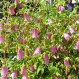 Točka zvona: fotografija i opis